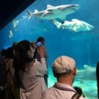 水族館でサメ発見！